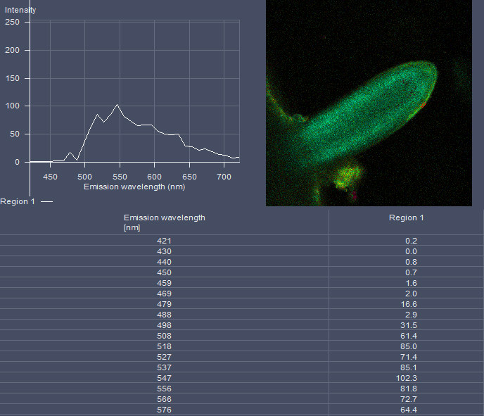 rice-GFP-lateralroot1.jpg