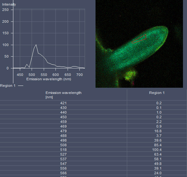 rice-GFP-lateralroot.jpg